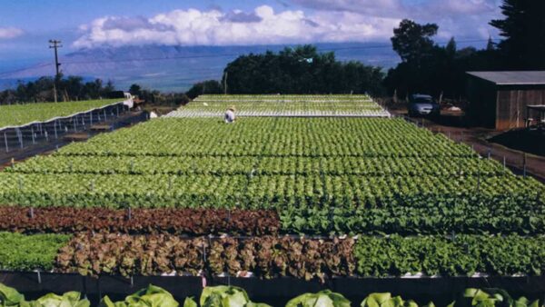 【契約済】068 高収入の水耕栽培農場付きマウイ島・クラの土地をお譲りします！