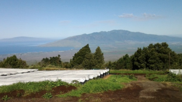 120 高収入の水耕栽培農場付きクラ・マウイ島土地をお譲りします（標高3,500フィート）！小分けも可能！