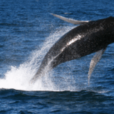 【ハワイの海とクジラが危機⁉】米海軍の訓練とクジラ保護の行方に注目！