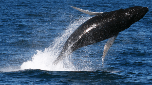【ハワイの海とクジラが危機⁉】米海軍の訓練とクジラ保護の行方に注目！