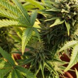 ハワイで嗜好用マリファナ合法化は進まず。議会の空気と今のハワイの現実